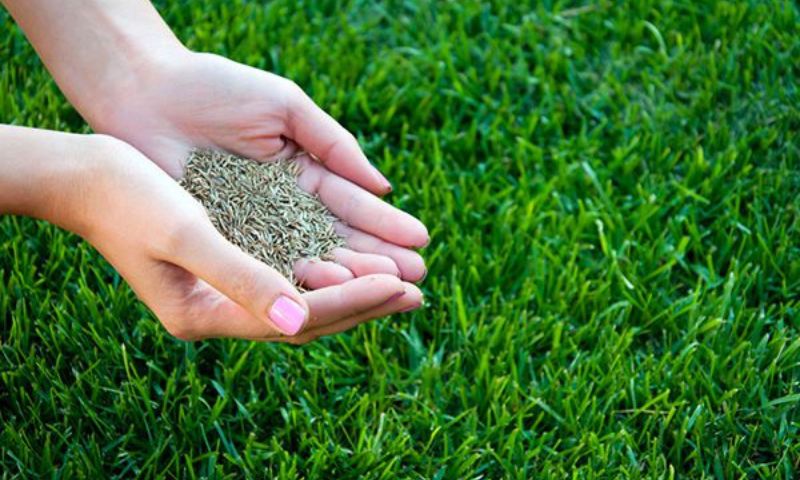 Vai trò của loại cỏ trồng sân bóng đá